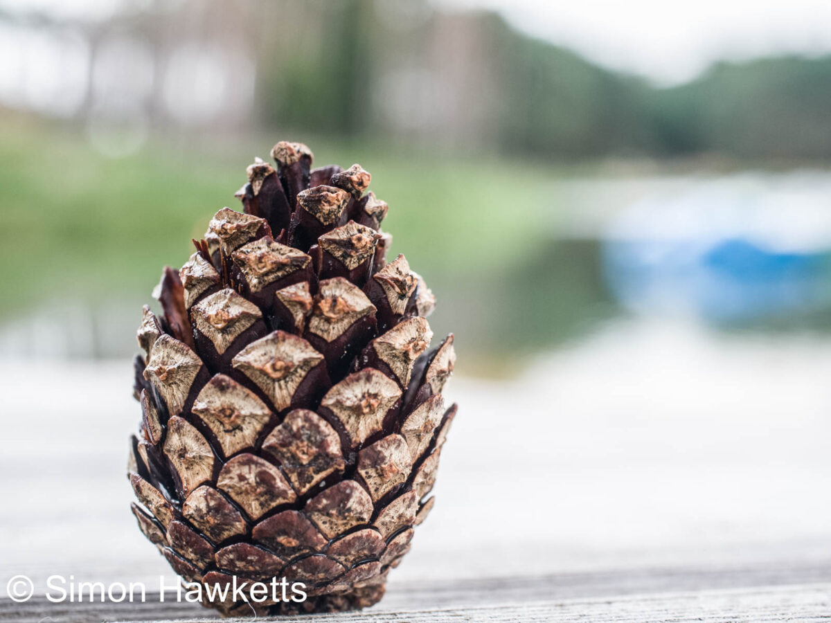 Pinecone
