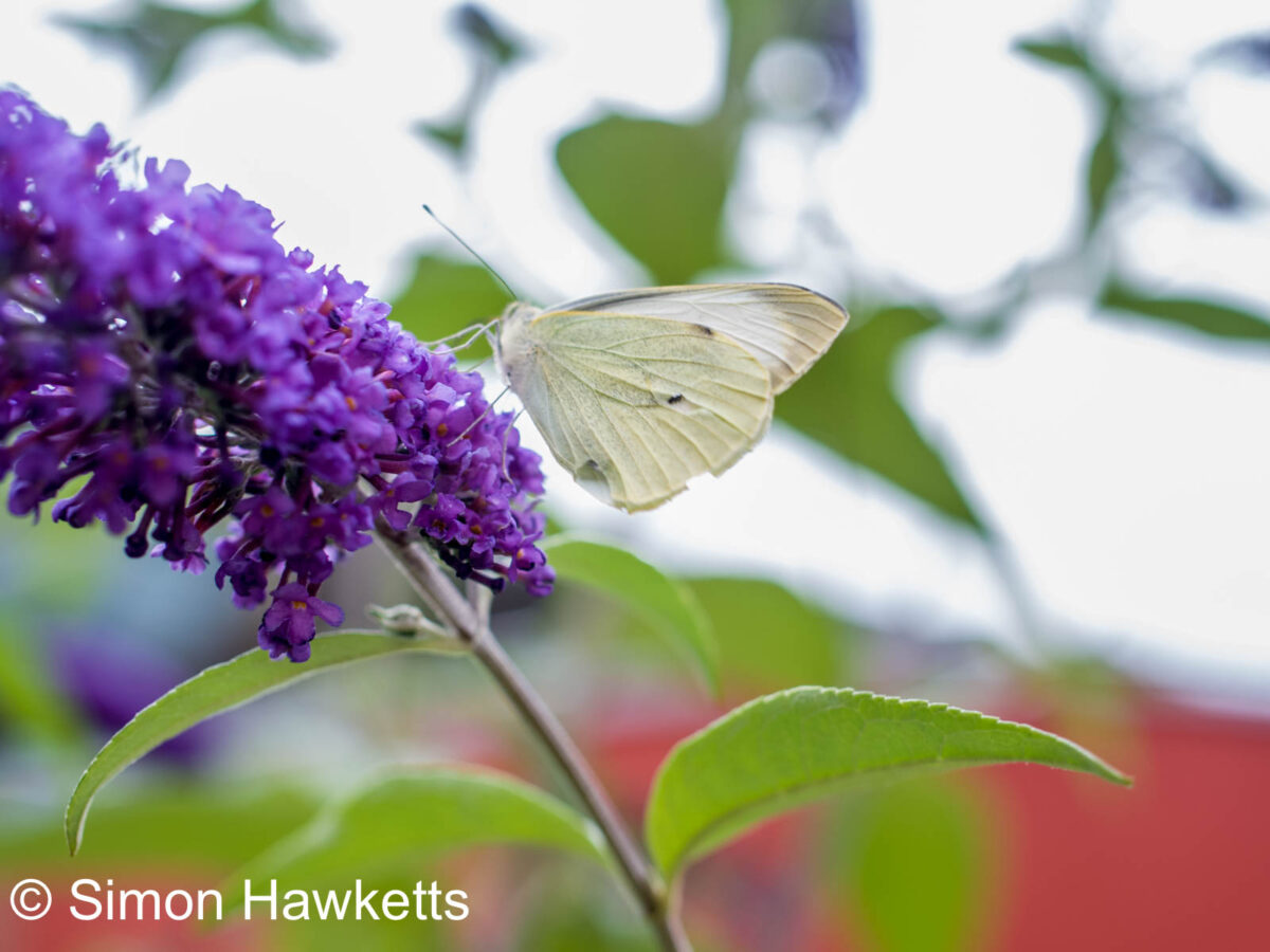 Ricoh GXR sample pictures - Butterfly