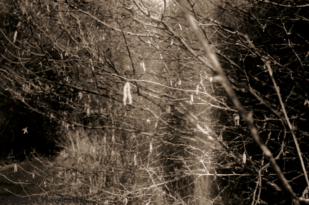Yashica MG-1 sample pictures - Catkin