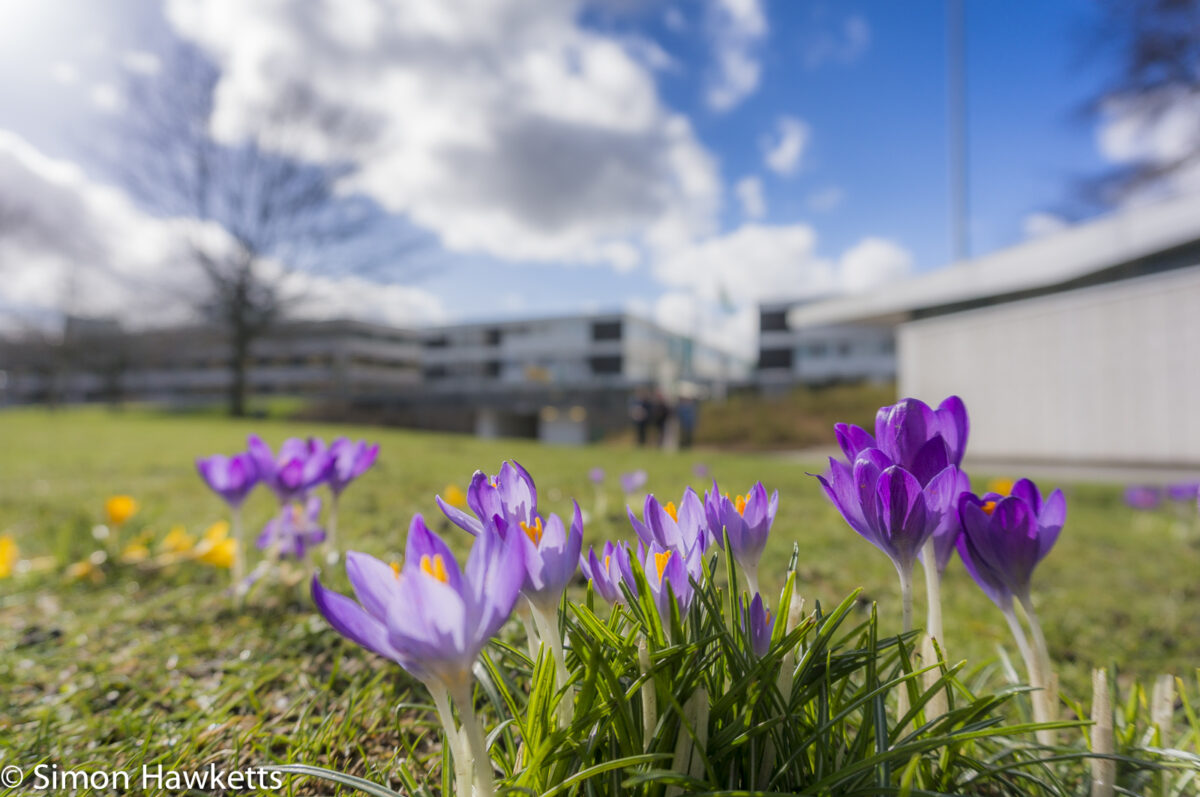 Sony Nex 6 sample pictures - More crocus