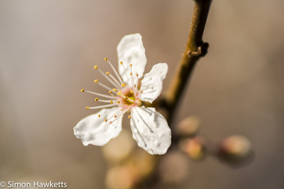 Sony Nex 6 with Tamron 90mm macro lens - Tree blossom