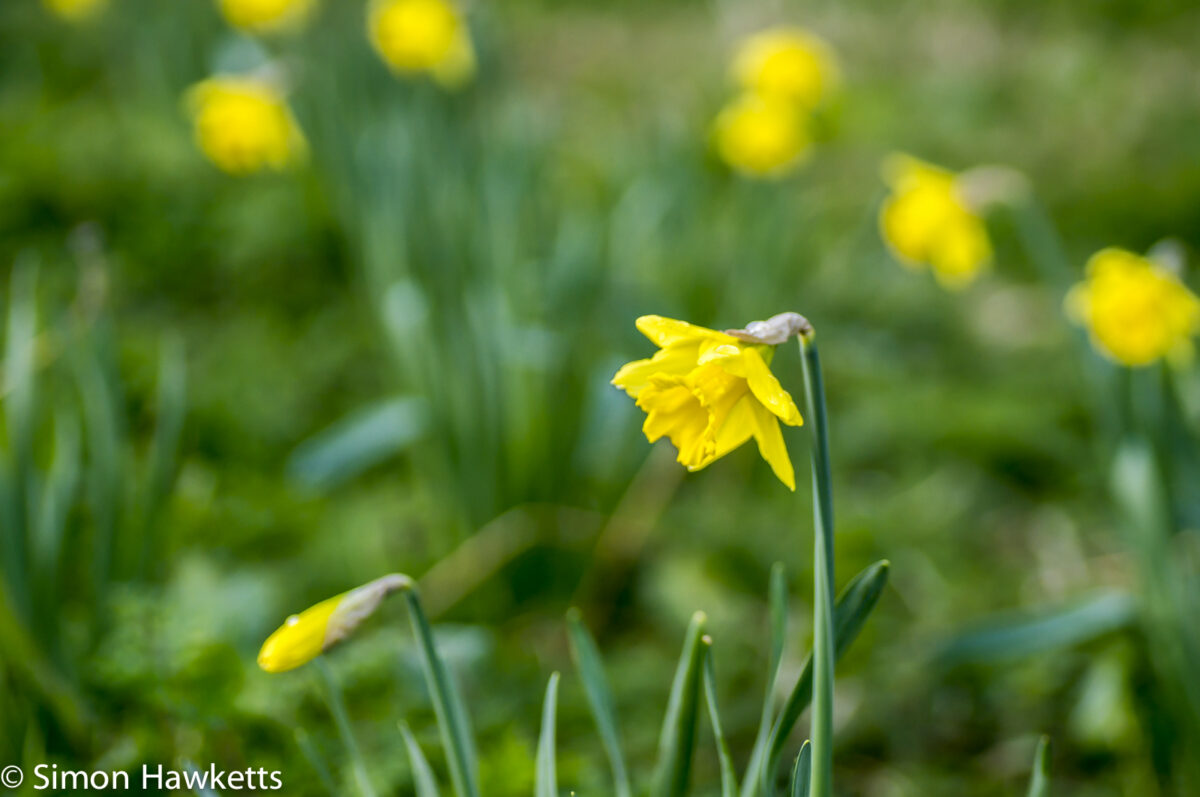 Sony Nex 6 with Tamron 90mm macro lens - Daffodils