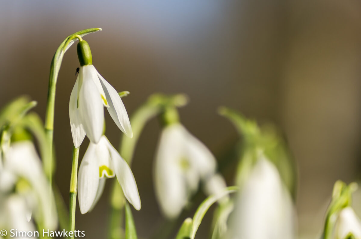 Sony Nex 6 with Tamron 90mm macro lens - Snowdrops