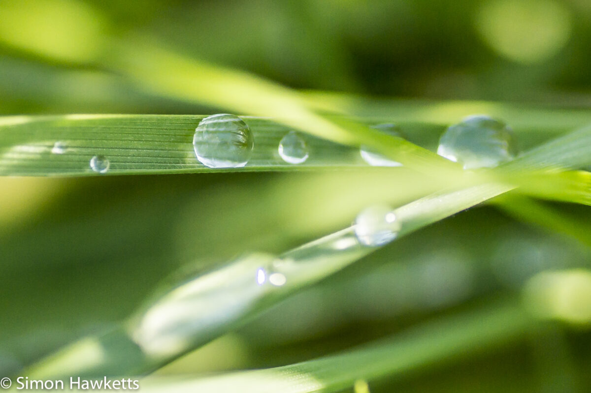 Sony Nex 6 with Tamron 90mm macro lens - Raindrops