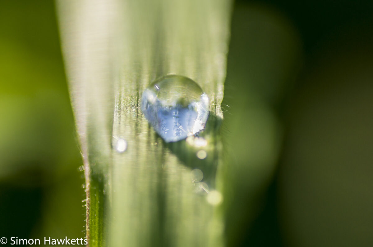 Sony Nex 6 with Tamron 90mm macro lens - Raindrops