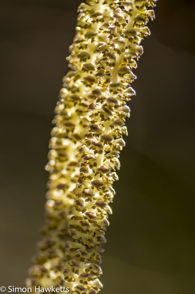 Sony Nex 6 with Tamron 90mm macro lens - Catkin