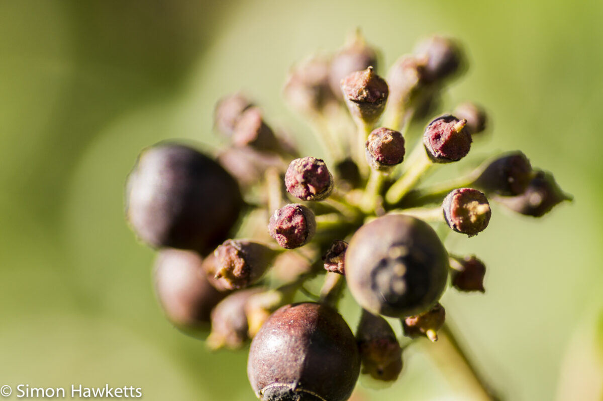 Sony Nex 6 with Tamron 90mm macro lens - Old berries