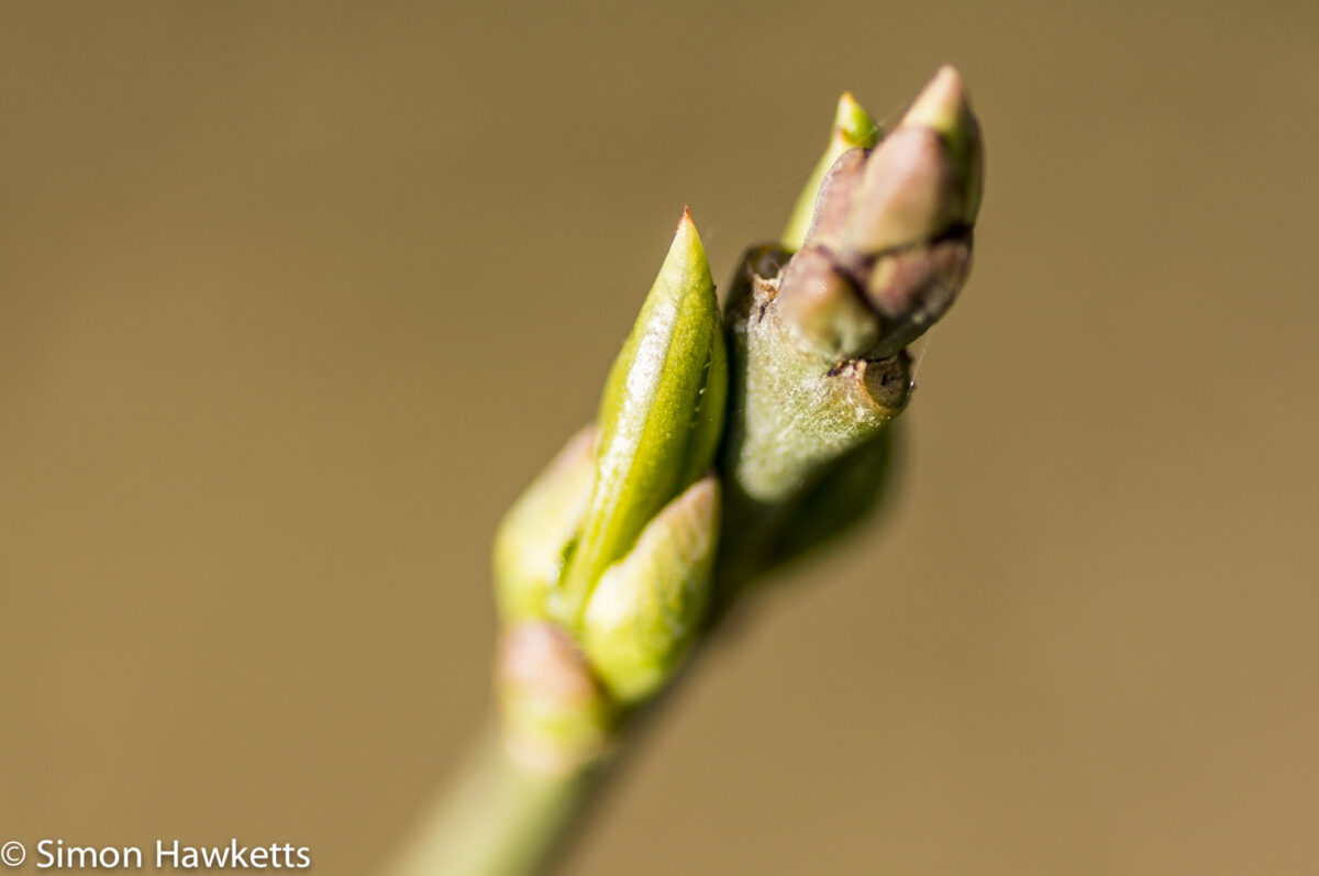 Sony Nex 6 with Tamron 90mm macro lens - Bud