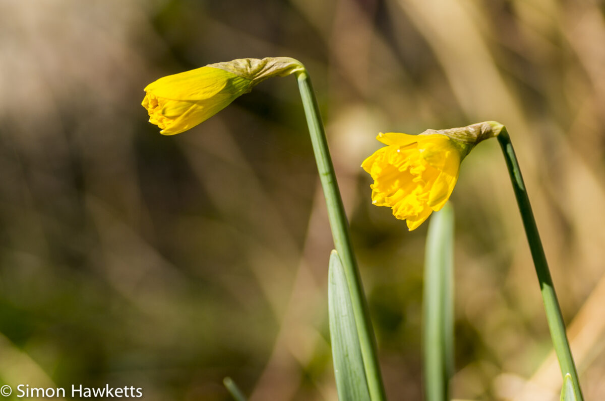 Sony Nex 6 with Tamron 90mm macro lens - Daffodil