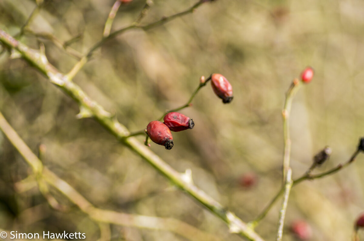 Sony Nex 6 with Tamron 90mm macro lens - Rosehips