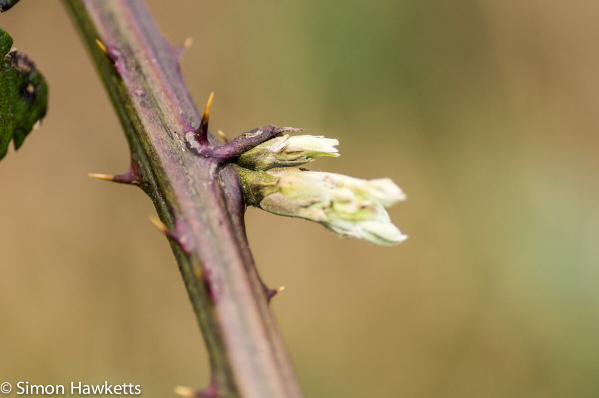 Sony Nex 6 with Tamron 90mm macro lens - New growth