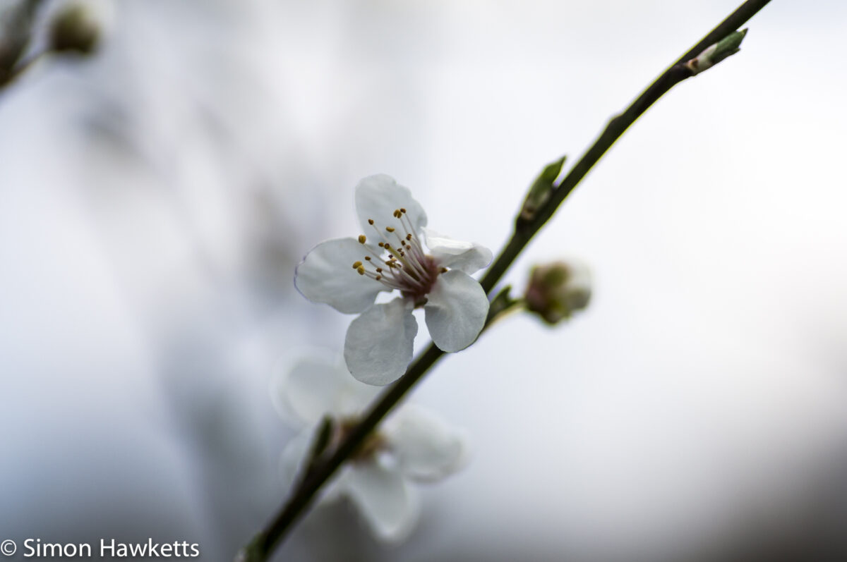 Sony Nex 6 with Tamron 90mm macro lens - Tree blossom