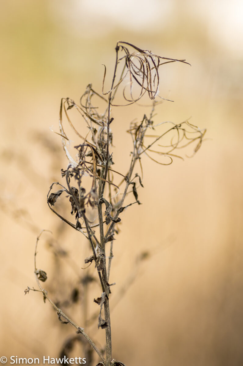 Sony Nex 6 with Tamron 90mm macro lens - Dead grass