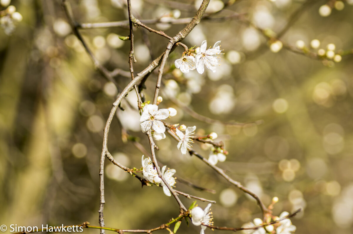 Sony Nex 6 with Tamron 90mm macro lens - Blossom