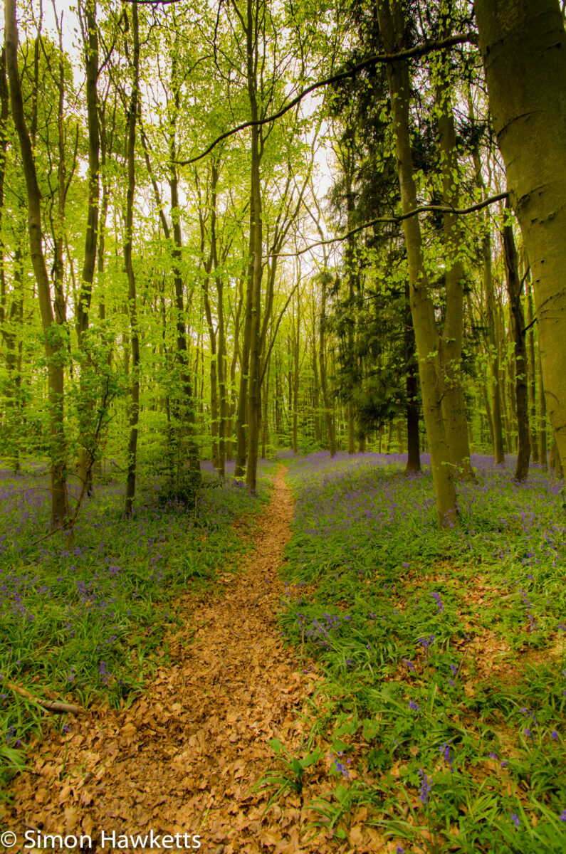 Bluebell woods Stevenage - Pentax K5
