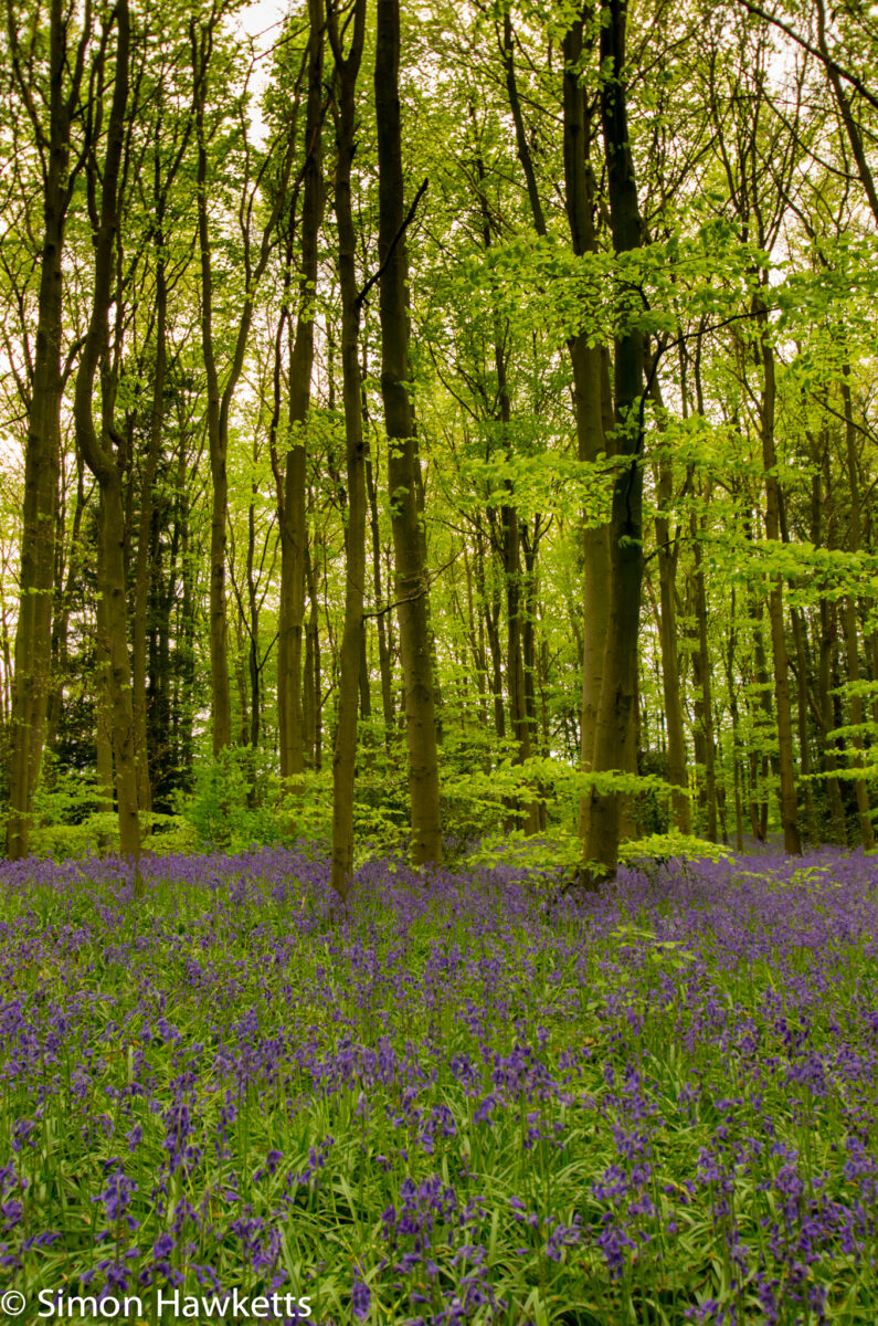 Bluebell woods Stevenage - Pentax K5