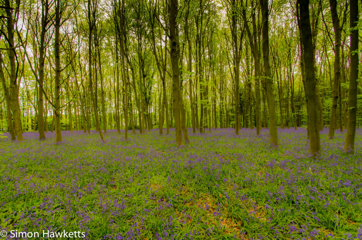 Bluebell woods Stevenage - Pentax K5