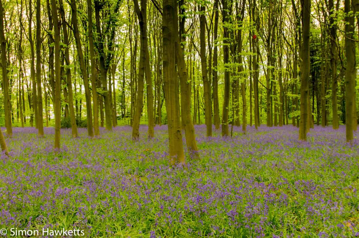 Bluebell woods Stevenage - Pentax K5
