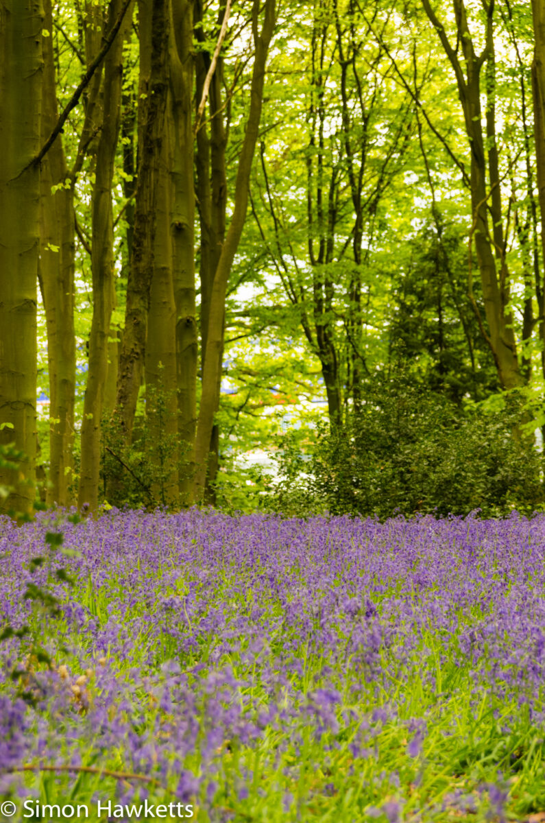 Bluebell woods Stevenage - Pentax K5