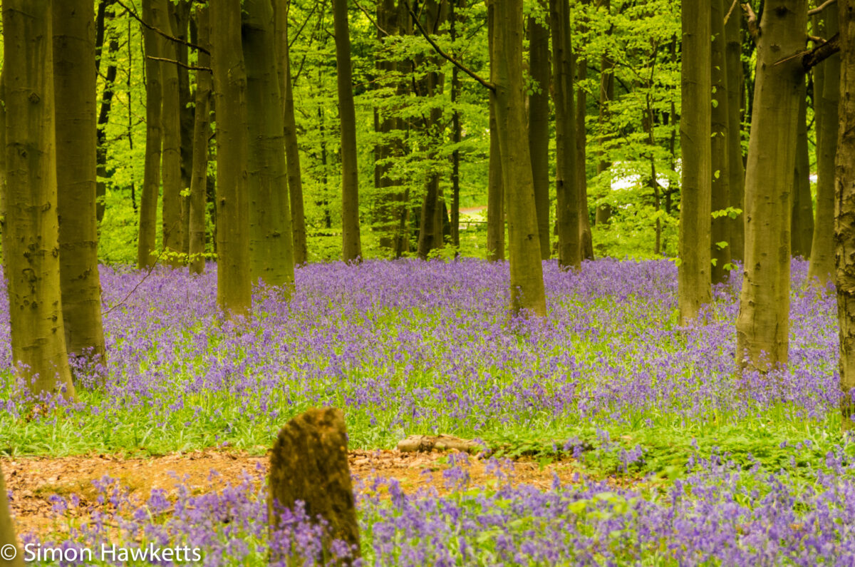 Bluebell woods Stevenage - Pentax K5