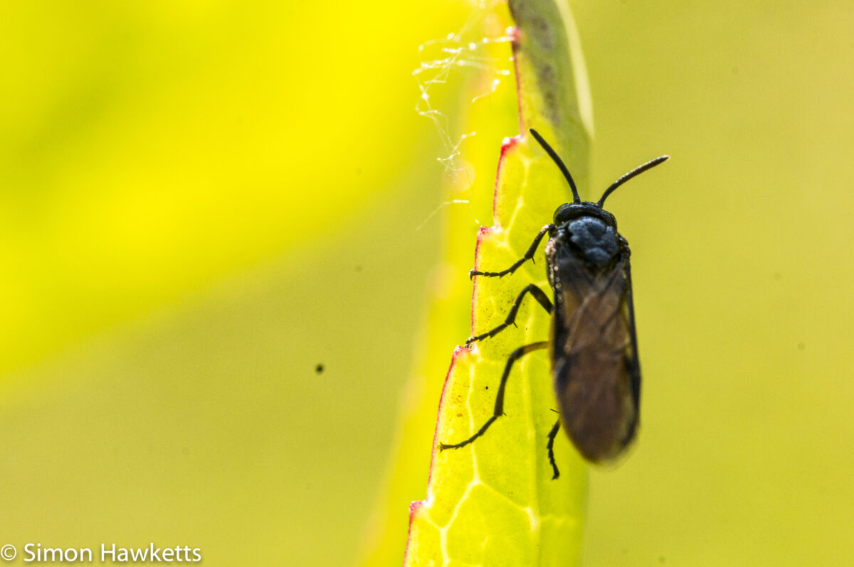 Sony Nex 6 and Tamron 90mm f/2.8 macro pictures - Orange bodied Fly