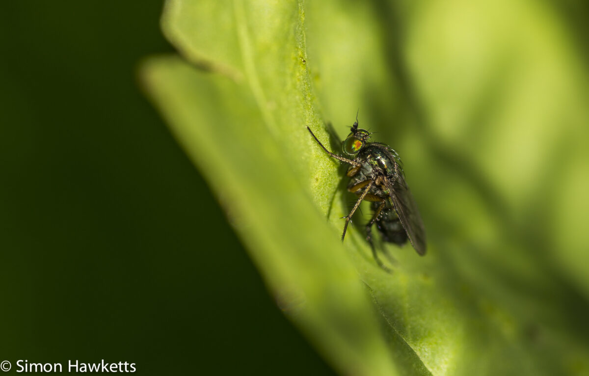Sony Nex 6 and Tamron 90mm f/2.8 pictures - Fly in sunlight