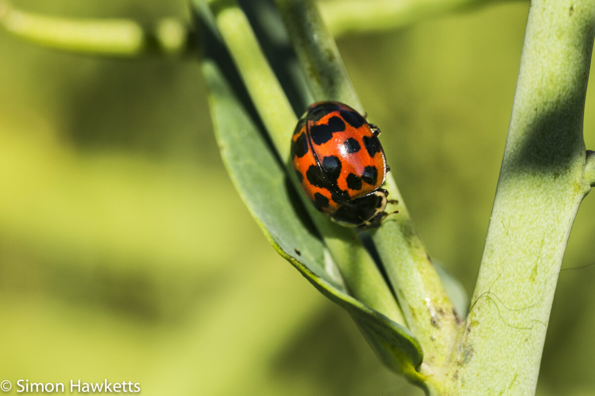 Sony Nex 6 and Tamron 90mm f/2.8 pictures - Ladybird