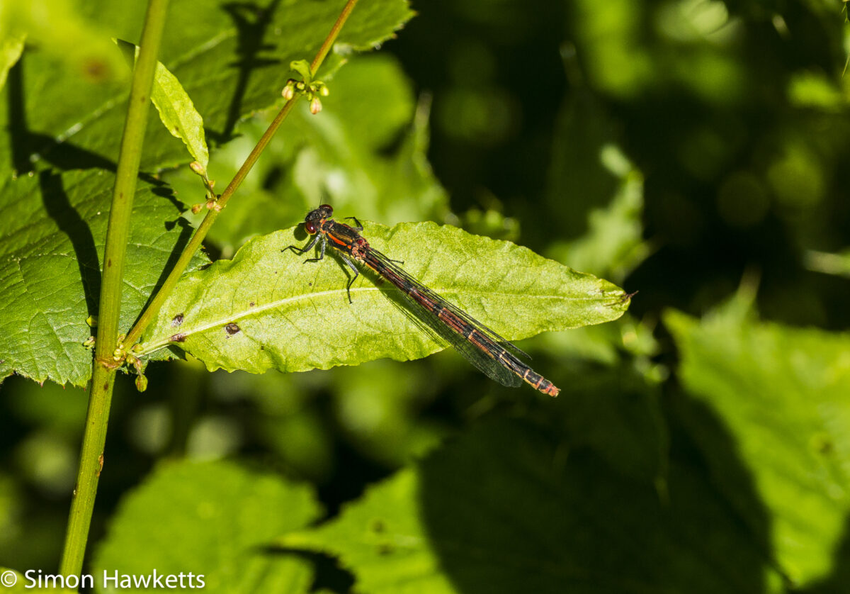 Sony Nex 6 and Tamron 90mm f/2.8 pictures - Red mayfly