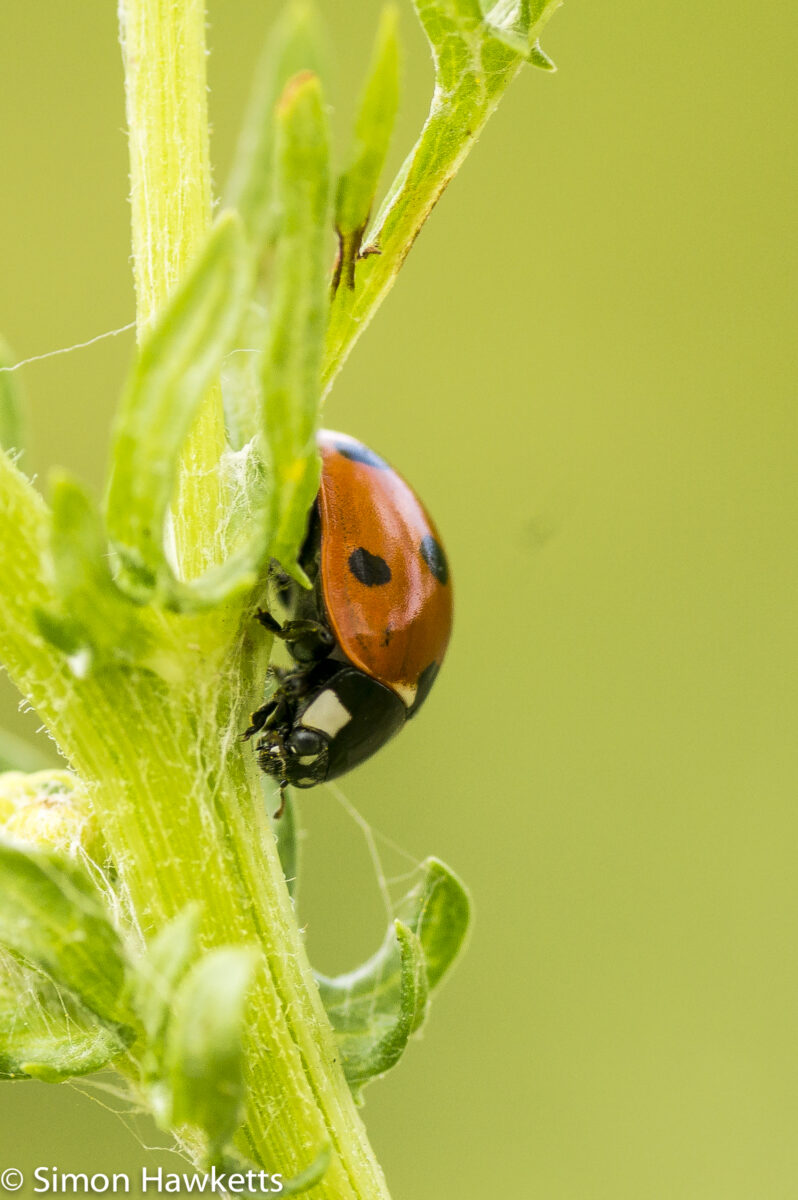 Tamron 90mm f/2.8 macro pictures - Ladybird