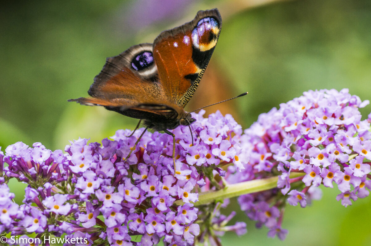 Tamron 90mm f/2.8 macro pictures - Peacock Butterfly