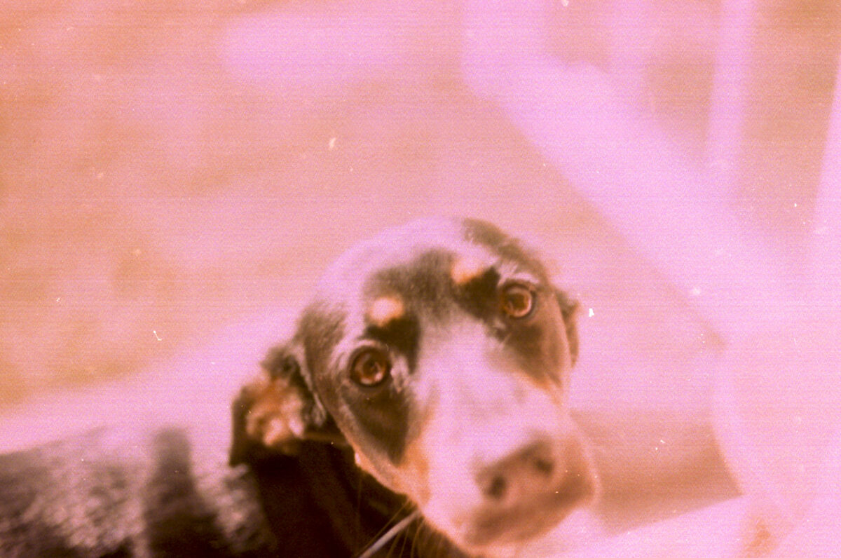 Photos from film found in old cameras - A dog in sunlight