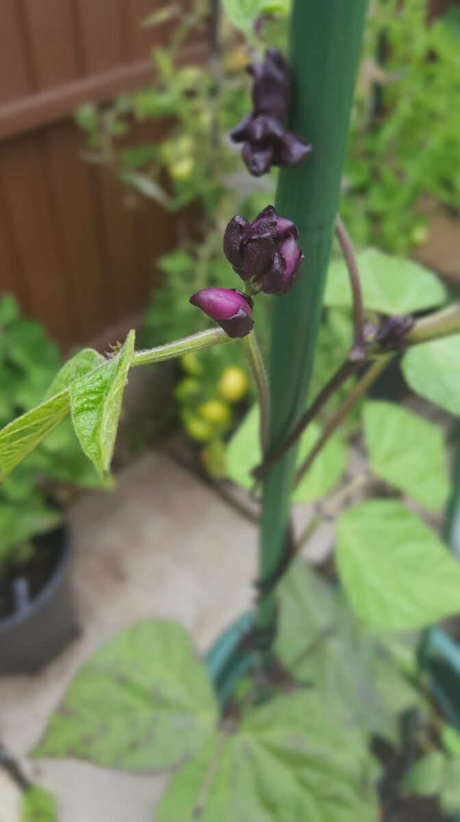 Samsung Galaxy S6 sample photos - selective focus effect