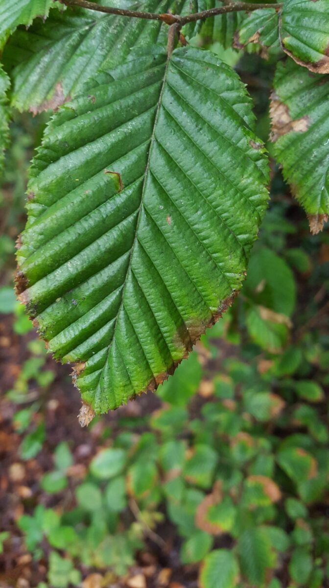 Samsung Galaxy S6 sample photos - closeup taken in poor light