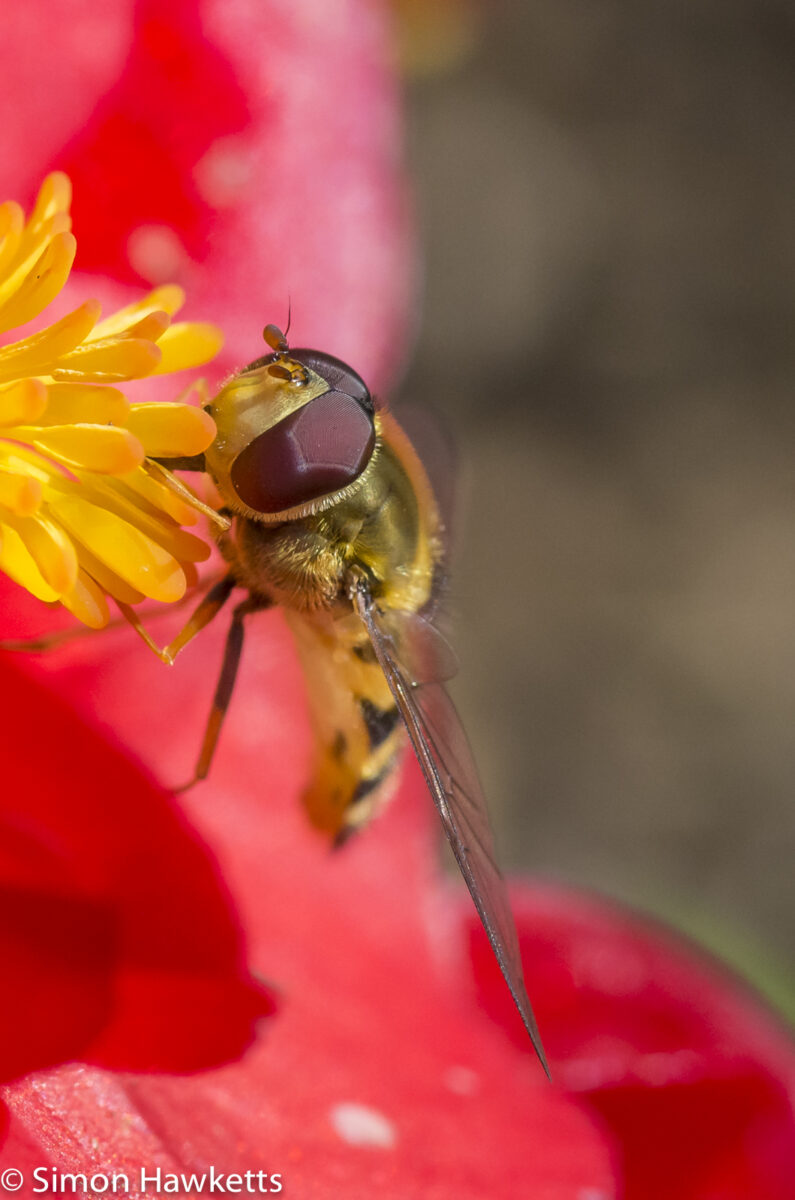 Macro photos - A hoverfly