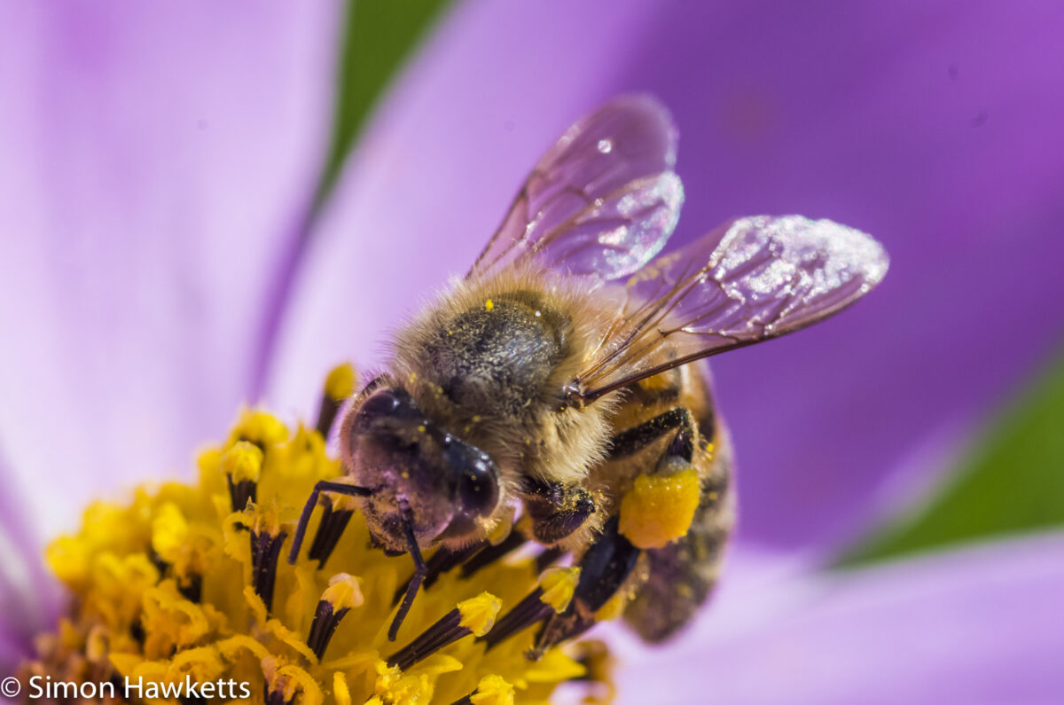 Macro photos - Bee on a flower