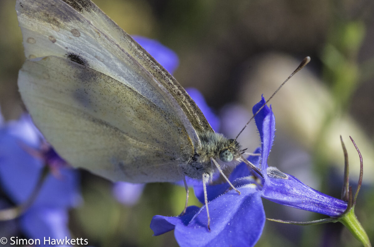 Macro photos - A butterfly