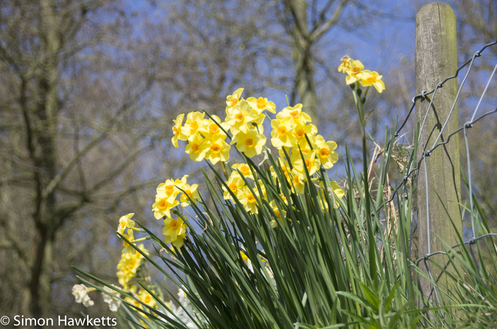 Chatsworth house pictures - daffodils