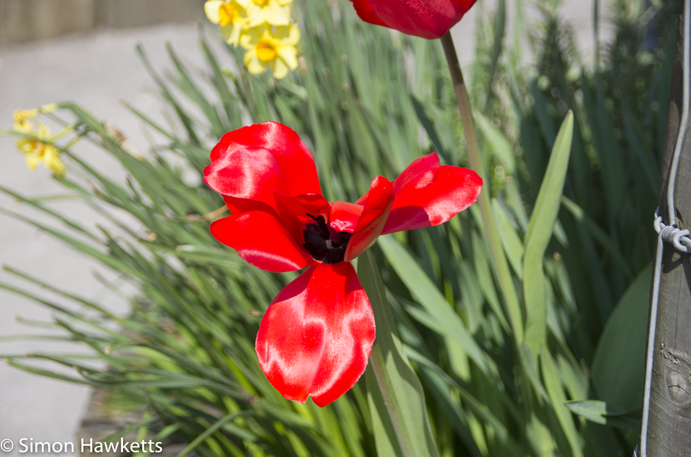 Chatsworth house pictures - Tulip