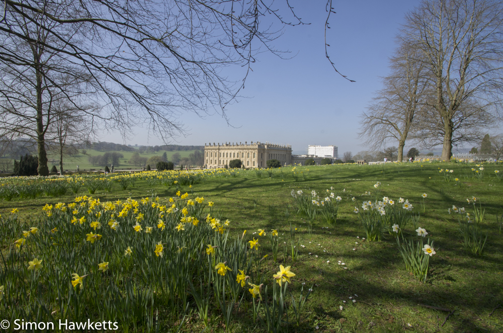 Chatsworth house pictures - the house behind daffodils