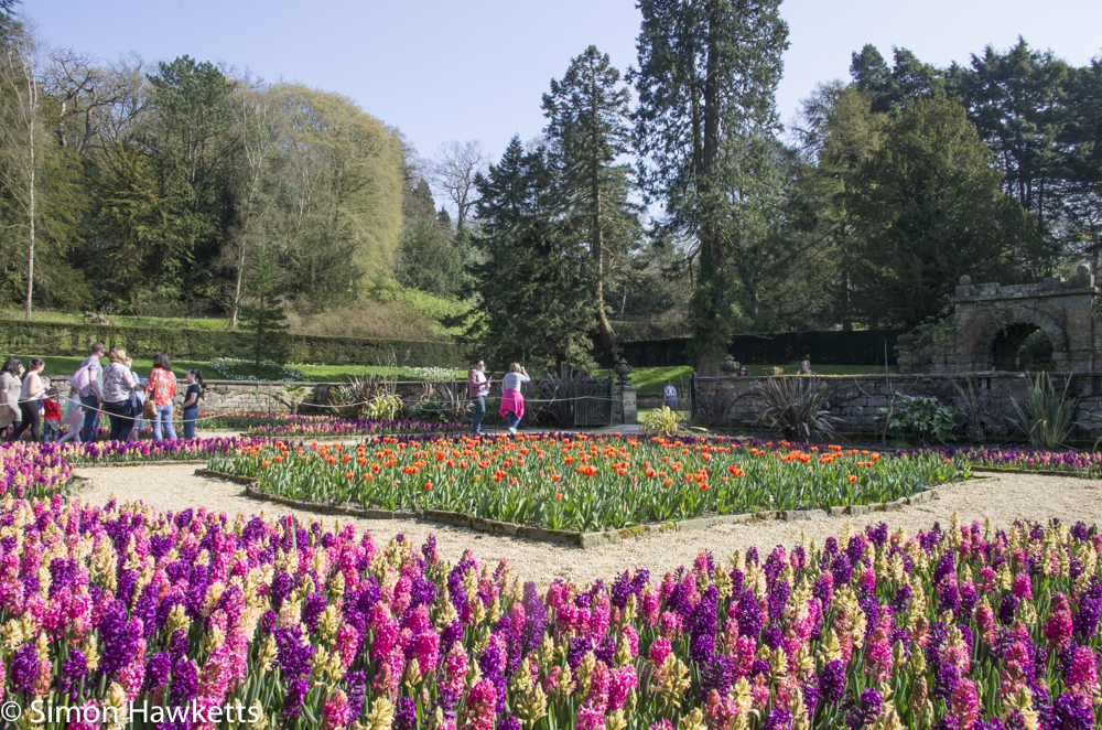 Chatsworth house pictures - flowers by the maze