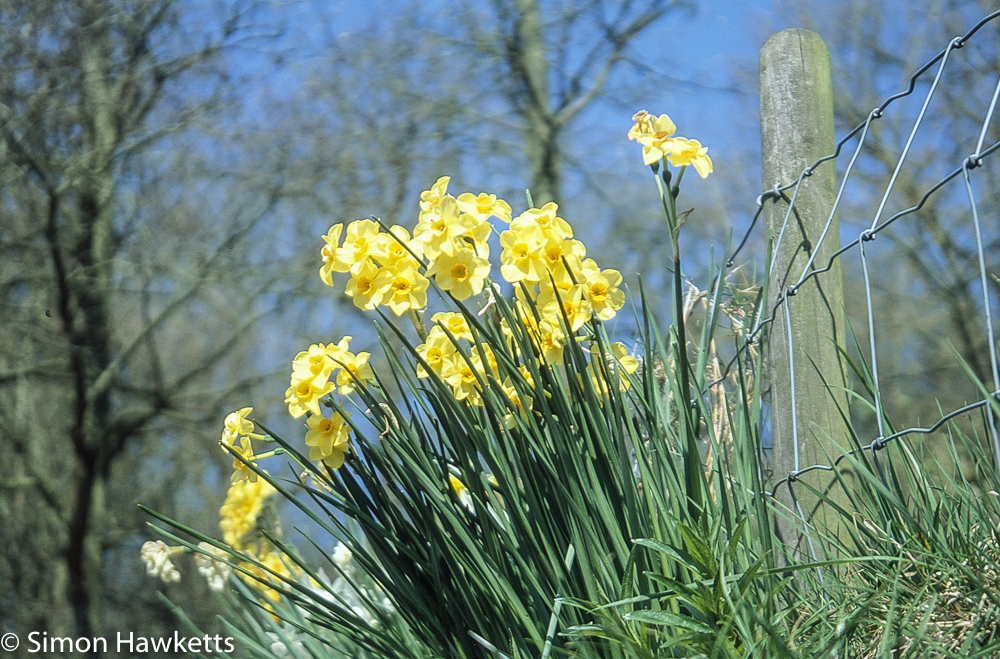 Chatsworth house pictures - Daffodils
