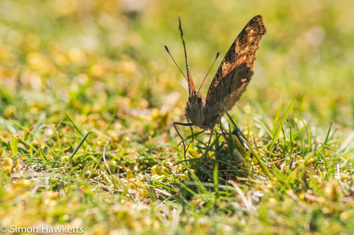 Dunwich Heath Suffolk pictures - A butterfly on the ground