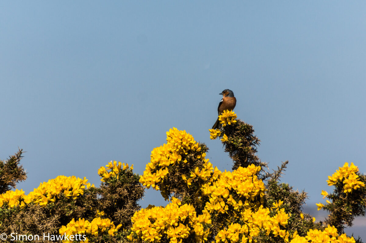 Dunwich Heath Suffolk pictures - A Chaffinch on a gorse bush