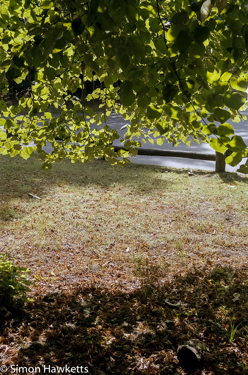 Elveden Forest Centerparcs on film - under a tree