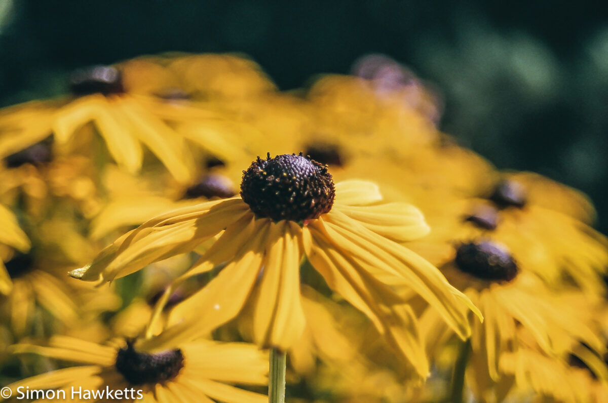 Flowers shot on film - More yellow flowers