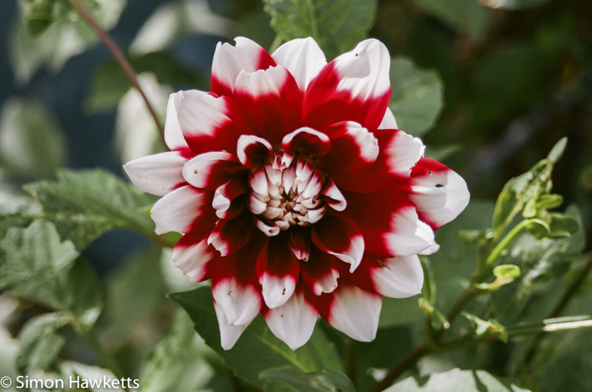 Flowers shot on film - Red and White