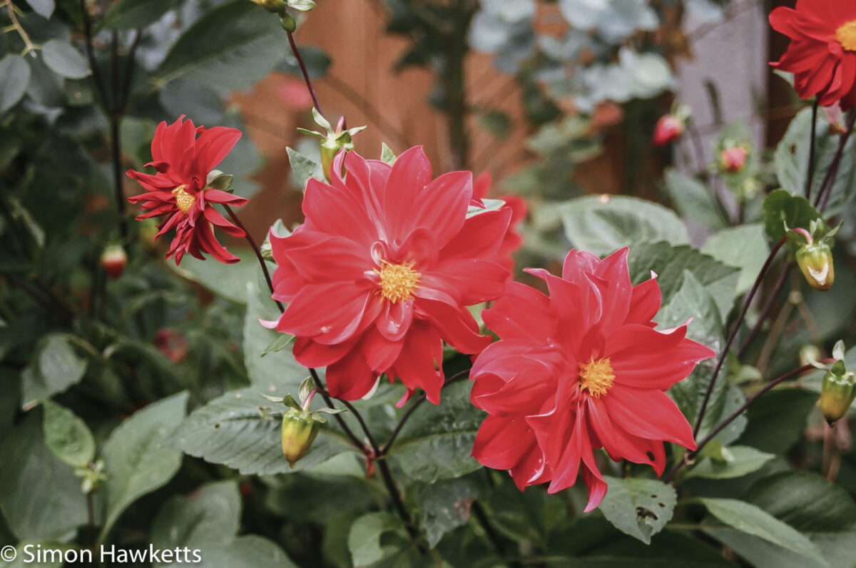 Flowers shot on film - Three reds