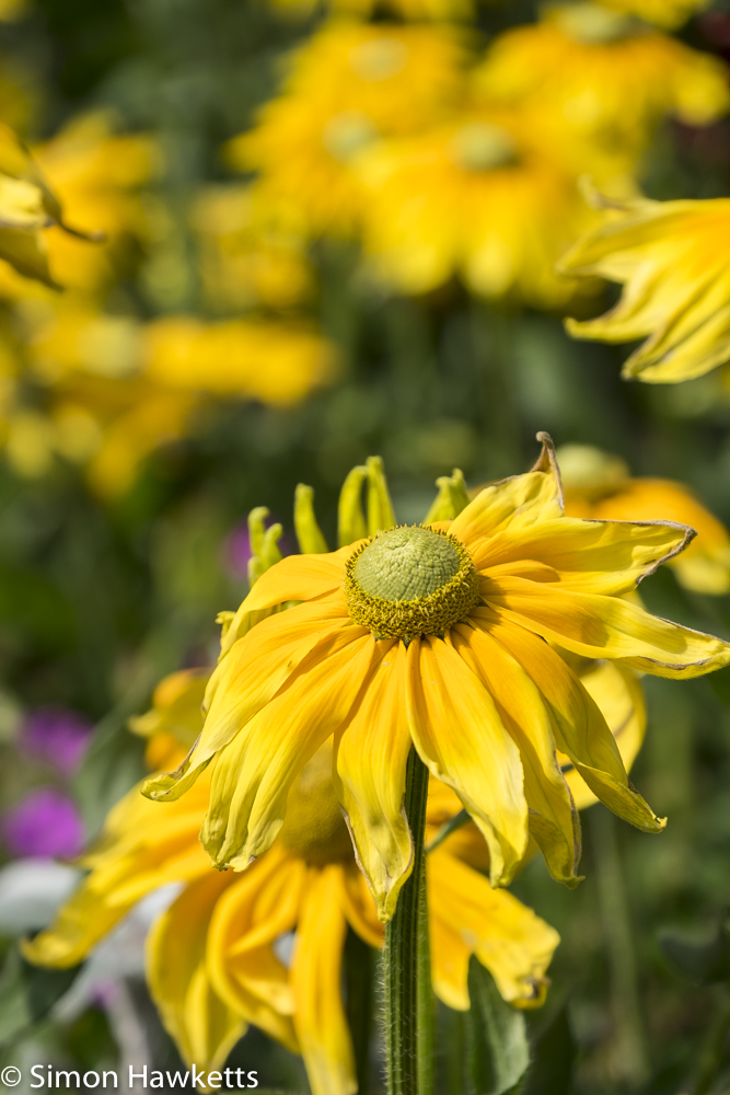Gunby Hall holiday pictures with fuji x-t1 - yellow flower