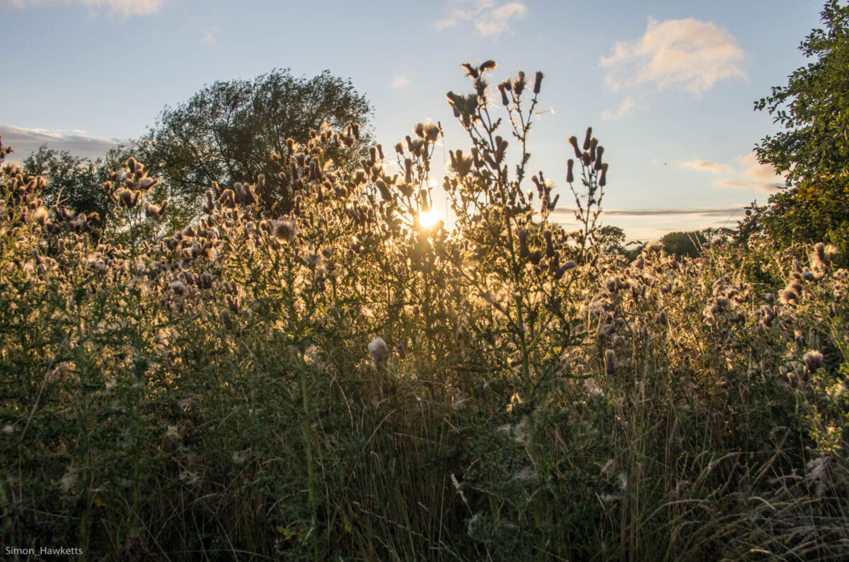 The Sun showing through grass