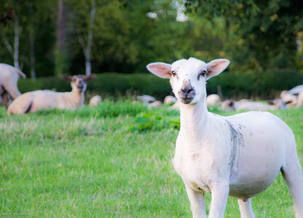 A sheep in evening sunshine